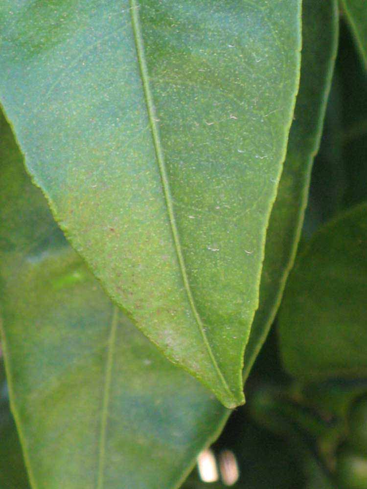              Margin (Riverside, CA)       